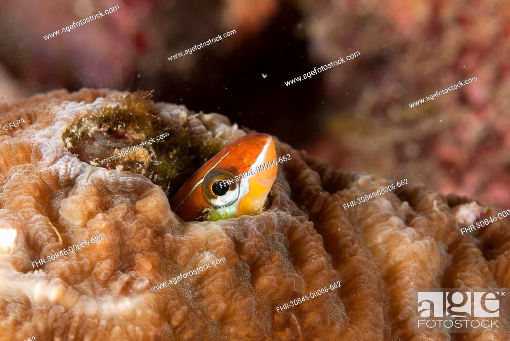 Stock Photo: Blue-striped Fangblenny Plagiotremus rhinorhynchos adult, sheltering in coral hole, Balbulol Island, Raja Ampat Islands Four Kings, West Papua, New Guinea.