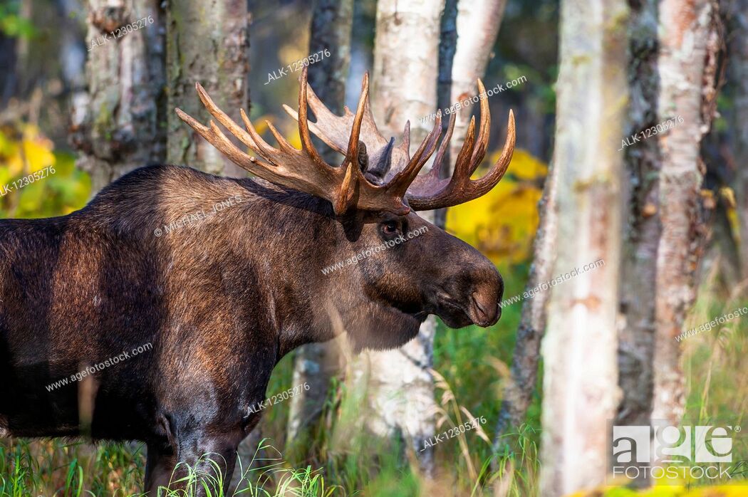 Stock Photo: Close up of a bull moose in rut, Kincaid Park, Anchorage, Alaska, autumn.