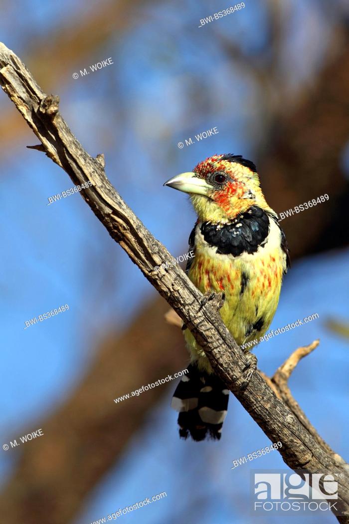 Stock Photo: Levaillant's barbet (Trachyphonus vaillantii), sitting on a branch , South Africa, North West Province, Barberspan Bird Sanctuary.