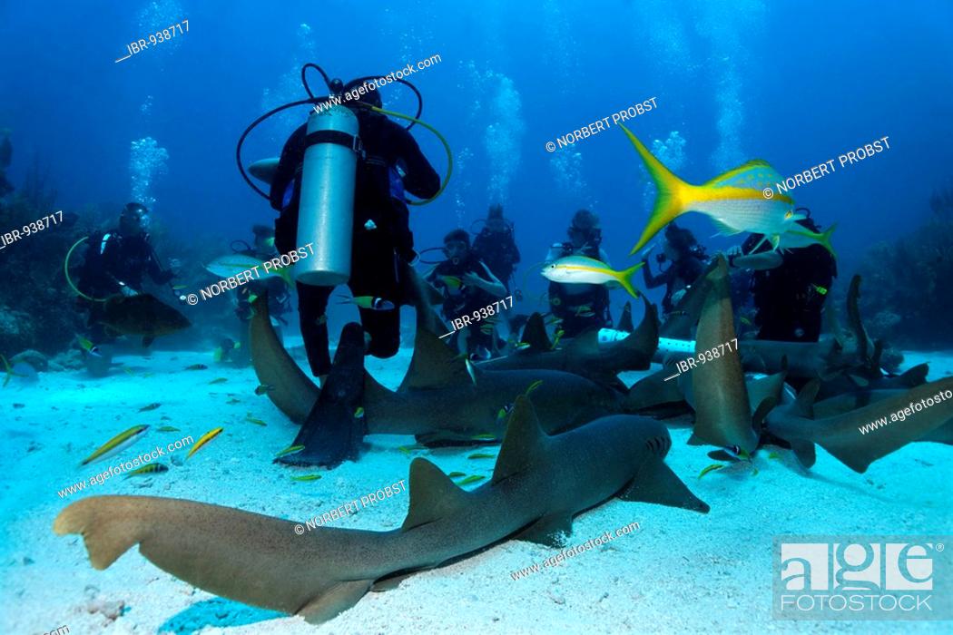 Stock Photo: Scuba divers amongst a school of Nurse Sharks (Ginglymostoma cirratum) lying on the sandy ocean after having been attracted by a container of scent agents and.