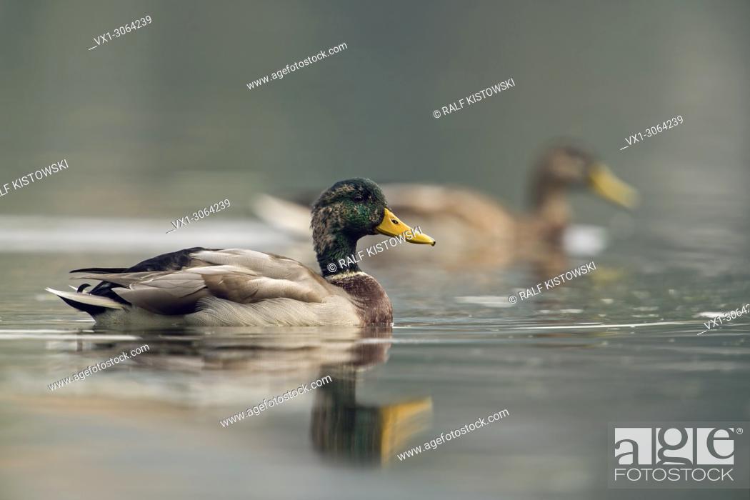 Stock Photo: Pair of Mallard / Wild Ducks ( Anas platyrhynchos ) moulting plumage, swimming along, wildlife, Europe.
