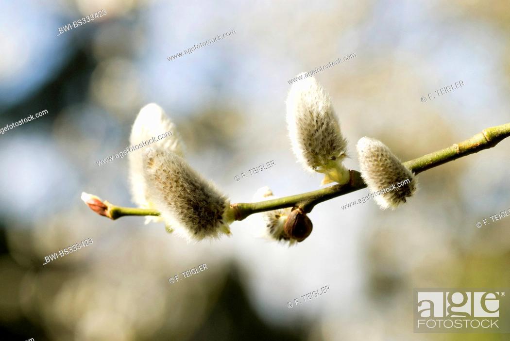 Stock Photo: pussy willow, goat willow, great sallow (Salix caprea), branch with catkins, Germany.