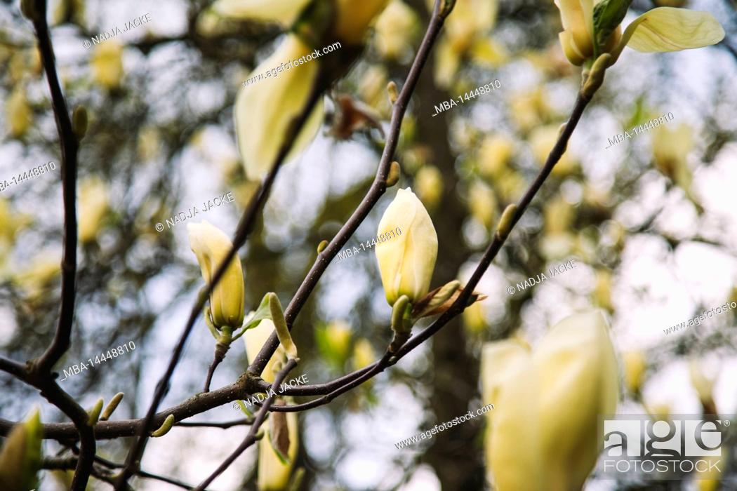Stock Photo: Magnolia, flowers, yellow, detail.