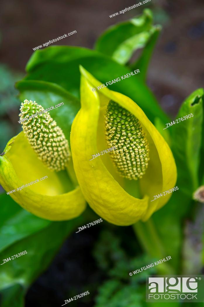 Stock Photo: Lysichiton americanus, also called western skunk cabbage, yellow skunk cabbage, American skunk-cabbage or swamp lantern, is a plant found in swamps and wet.