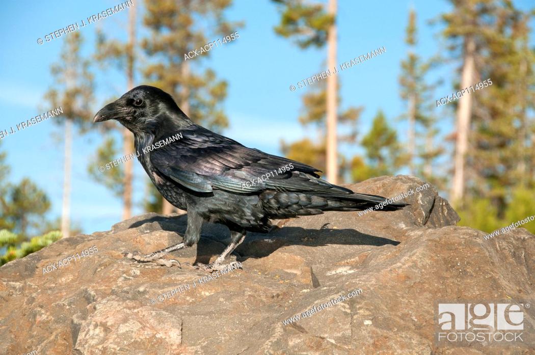Stock Photo: Common Raven (Corvus corax), Yellowstone National Park, Wy.