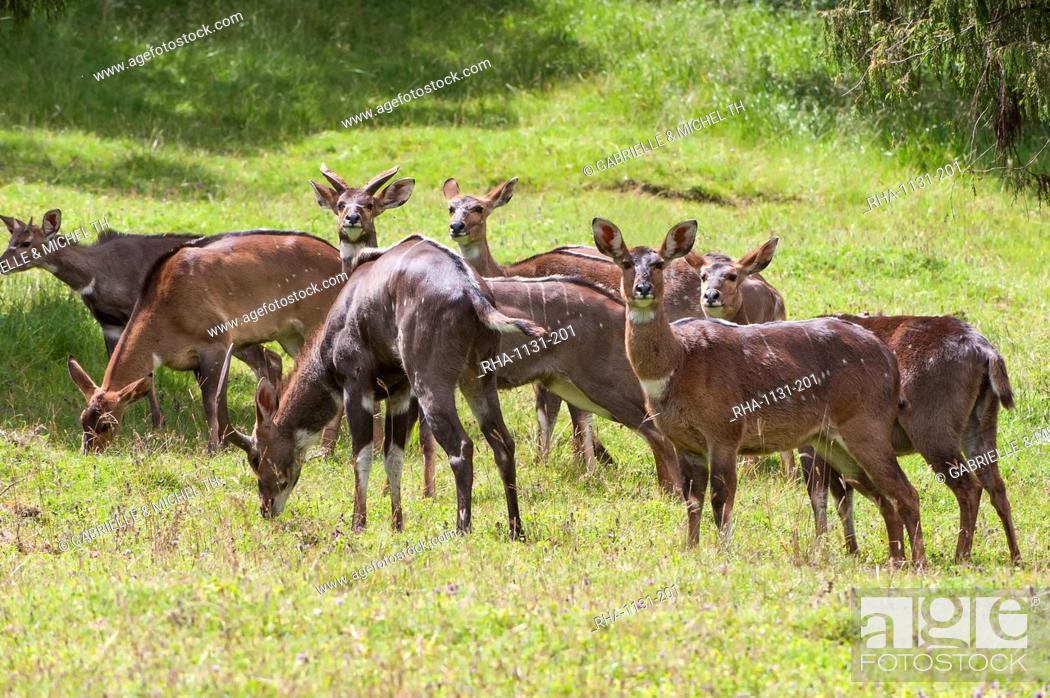 Stock Photo: Herd of mountain nyalas (Tragelaphus buxtoni) (Balbok), Bale Mountains, Ethiopia, Africa.