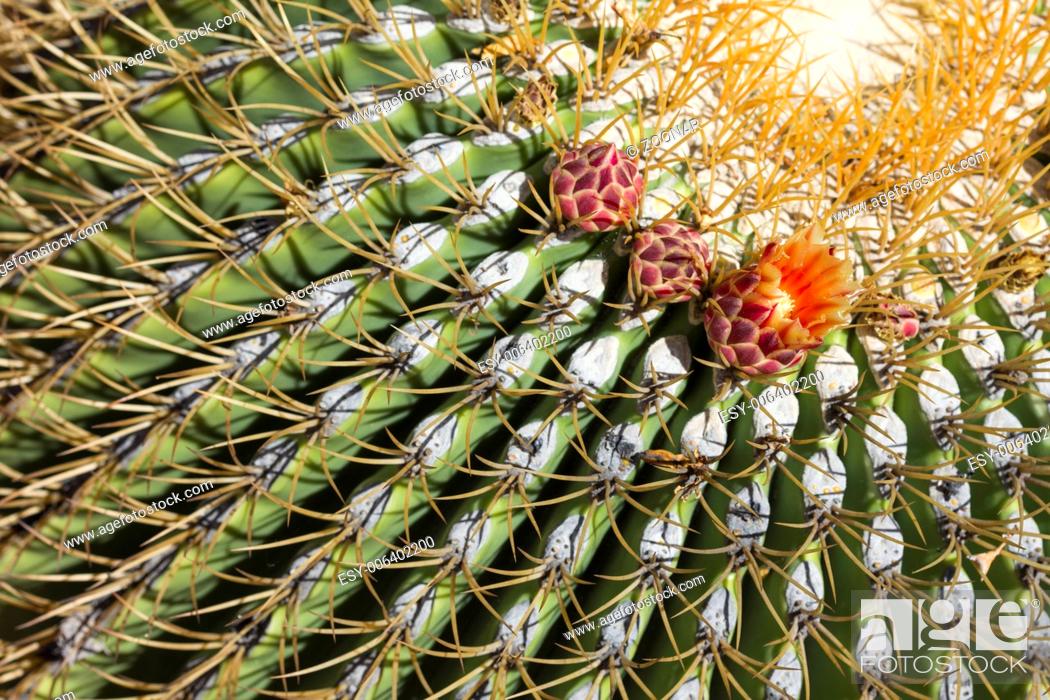 Stock Photo: The Biznaga Cactus with Flower Blossom.