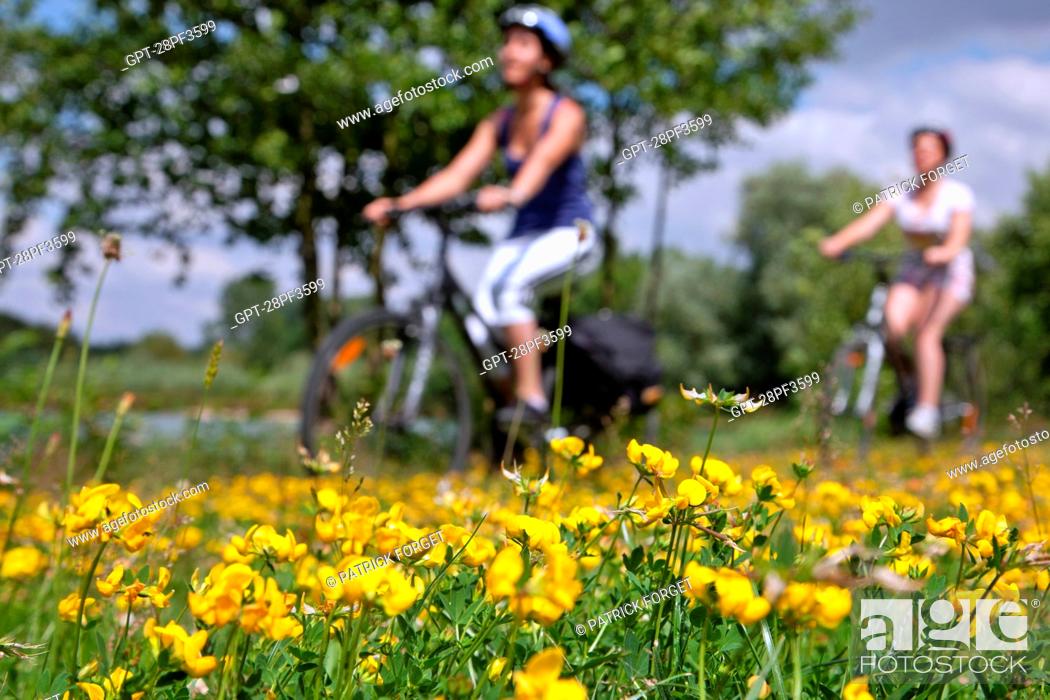 Stock Photo: BICYCLE TOURISTS IN A FIELD OF FLOWERS NEAR CHARTRES, EURE-ET-LOIR 28, FRANCE.