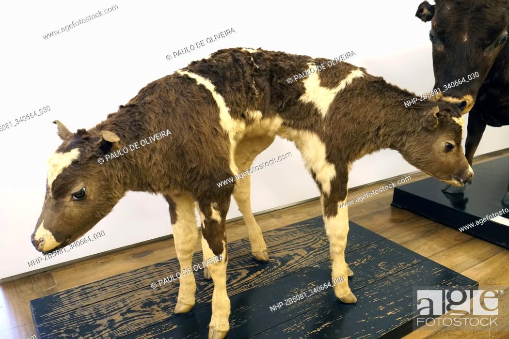 Two-Headed Calf, embalmed. There are many occurrences of multi-headed  animals, Stock Photo, Picture And Rights Managed Image. Pic.  NHP-ZB5081_340664_030 | agefotostock