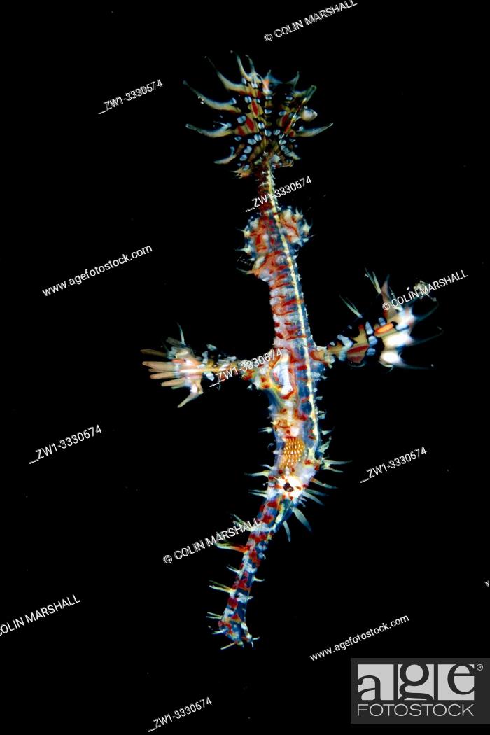 Stock Photo: Ornate Ghost Pipefish (Solenostomus paradoxus, Solenostomidae famiily), Air Bajo dive site, Lembeh Straits, Sulawesi, Indonesia.