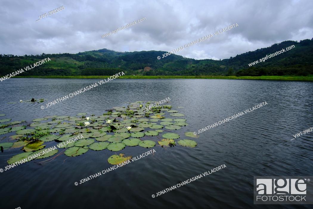 Stock Photo: Beautiful lagoon el Oconal located in Villa rica; a lagoon of dark waters and lotus flowers.