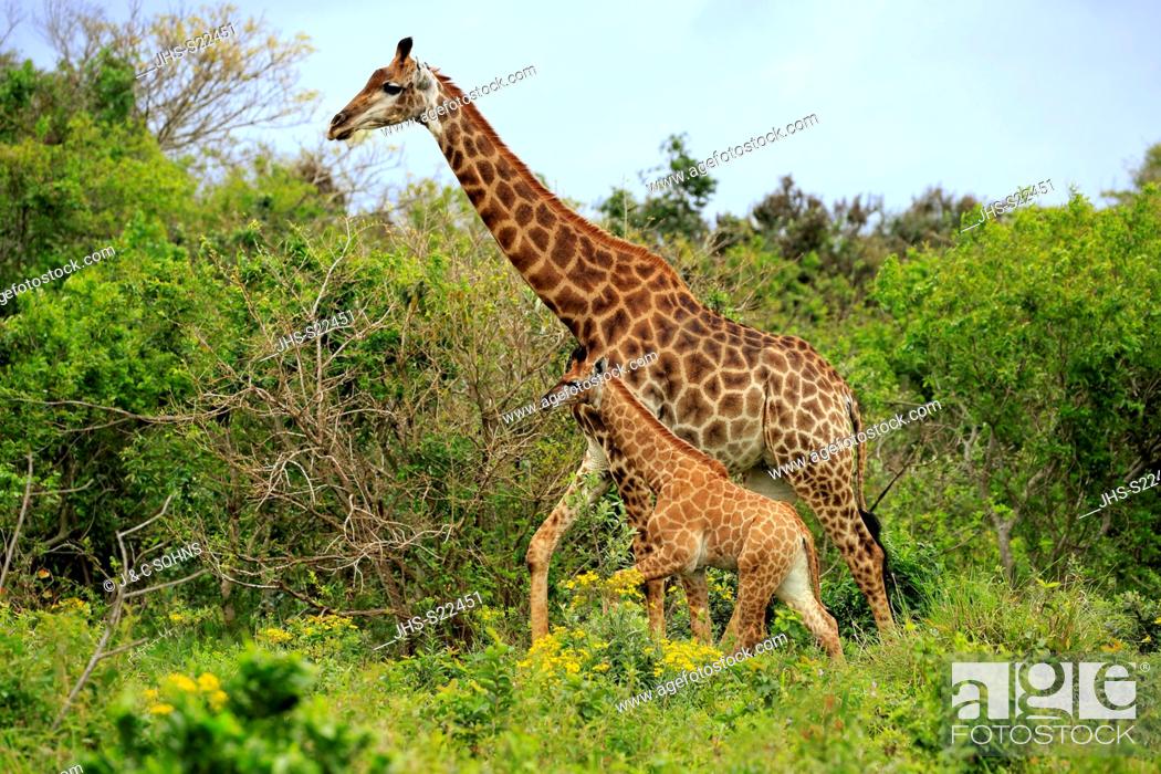 Stock Photo: Cape Giraffe, (Giraffa camelopardalis giraffa), adult female with young searching for food, Saint Lucia Estuary, Isimangaliso Wetland Park, Kwazulu Natal.