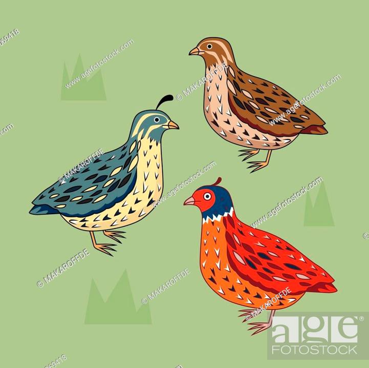 Collection of different type of quail. California Quail. Blue bird, Stock  Vector, Vector And Low Budget Royalty Free Image. Pic. ESY-030069418 |  agefotostock