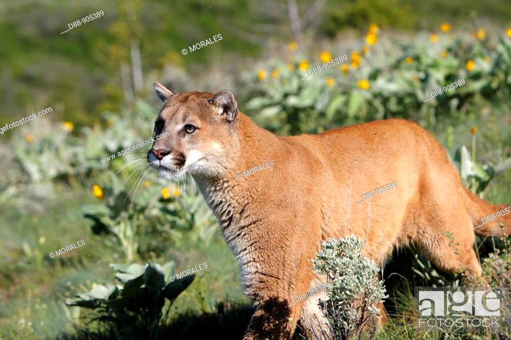 Porra romántico Verter Cougar (Puma concolor). Montana, USA, Foto de Stock, Imagen Derechos  Protegidos Pic. D88-905389 | agefotostock