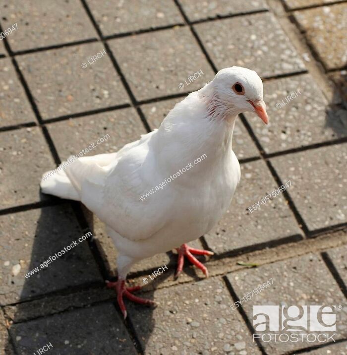Funny looking white pigeon on the street waiting to be feed, Stock Photo,  Picture And Low Budget Royalty Free Image. Pic. ESY-057506947 | agefotostock
