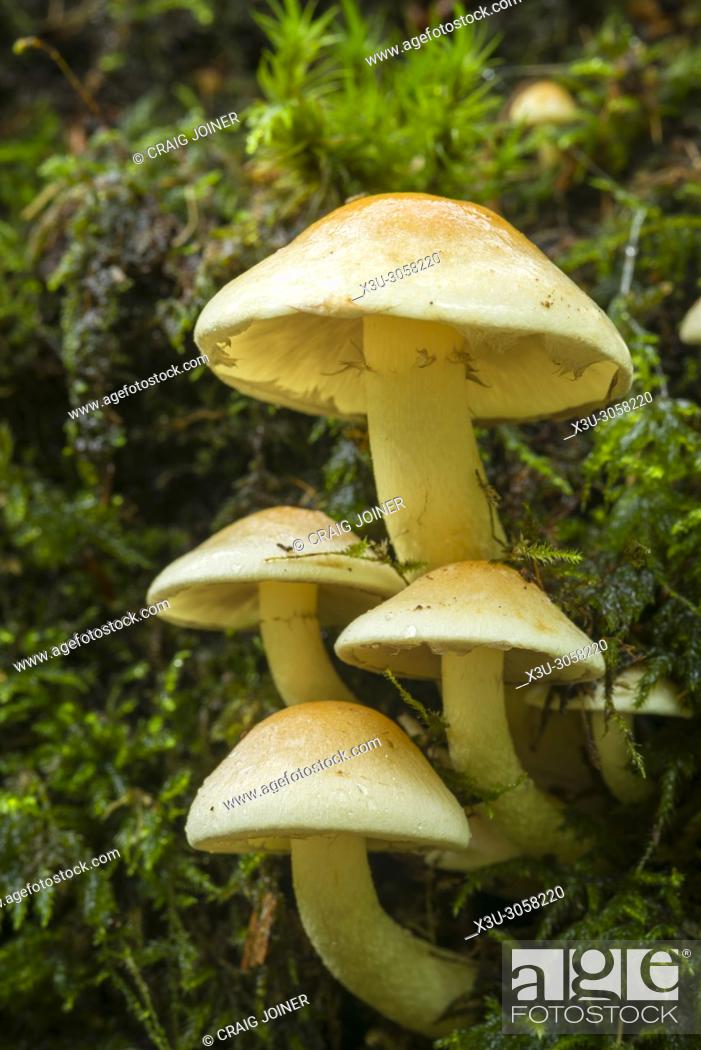 Stock Photo: Sulphur Tuft (Hypholoma fasciculare) fungus growing on a rotting log in woodland.