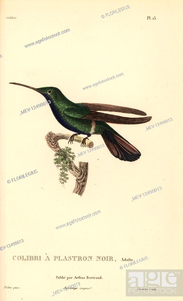 Stock Photo: Black-throated mango, Anthracothorax nigricollis (Trochilus mango). Adult. Handcolored steel engraving by Coutant after an illustration by Jean-Gabriel Pretre.
