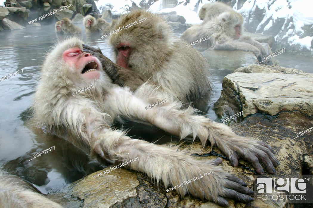 Stock Photo: Japanese Macaque (Macaca fuscata).