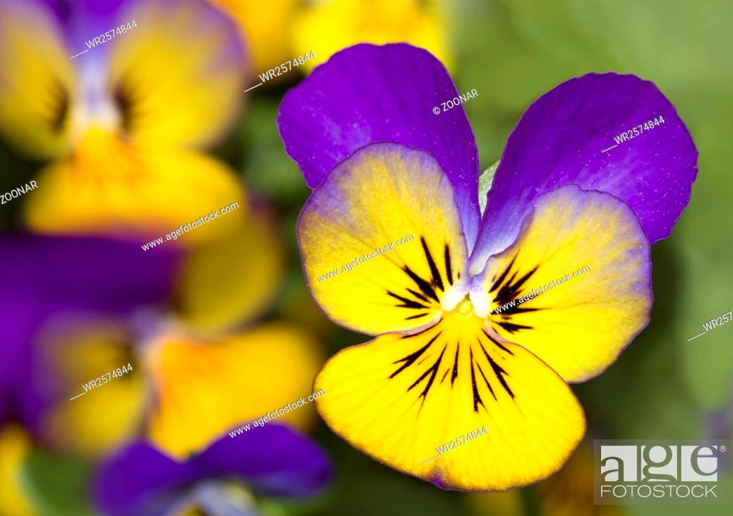 Stock Photo: Horned pansy Viola cornuta.