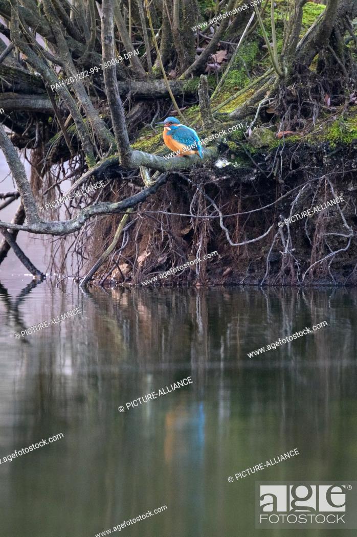 Stock Photo: 21 December 2020, Hamburg: A kingfisher (Alcedo atthis) sits on a branch by a lake. Photo: Jonas Walzberg/dpa. - Hamburg/Hamburg/Germany.