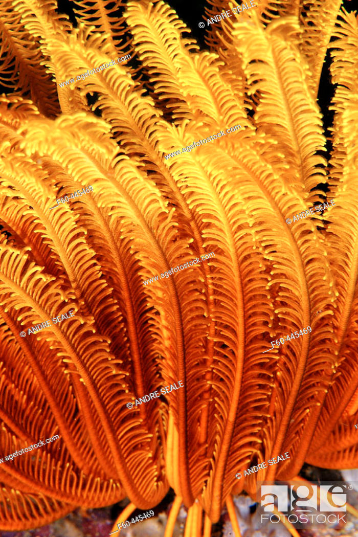 Stock Photo: Feather star, possibly Oxycomanthus bennetti, West Escarceo, Puerto Galera, Mindoro, Philippines.