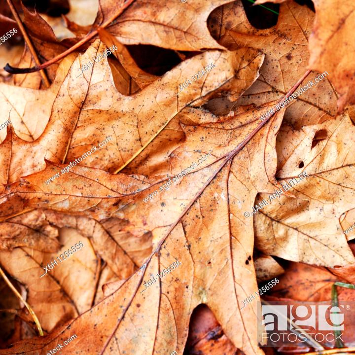 Stock Photo: Bronzed Autumn Crispy Fallen Oak Leaves on the Woodland Floor.