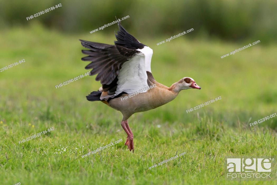 Stock Photo: Egyptian Goose (Alopochen aegyptiacus) introduced species, adult, in flight, taking off from marsh, Suffolk, England, June.