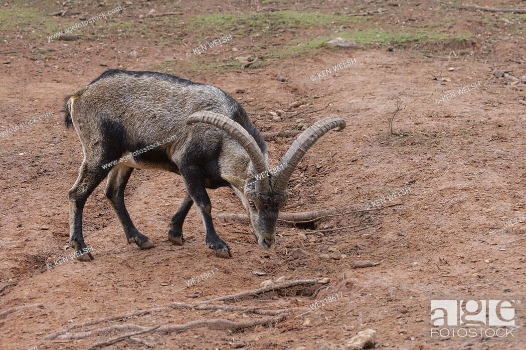 Stock Photo: Iberian Ibex (Capra pyrenaica), also known as the Cabra Hispanica, Cabra Montes, Spanish ibex, Spanish wild goat, or Iberian wild goat.