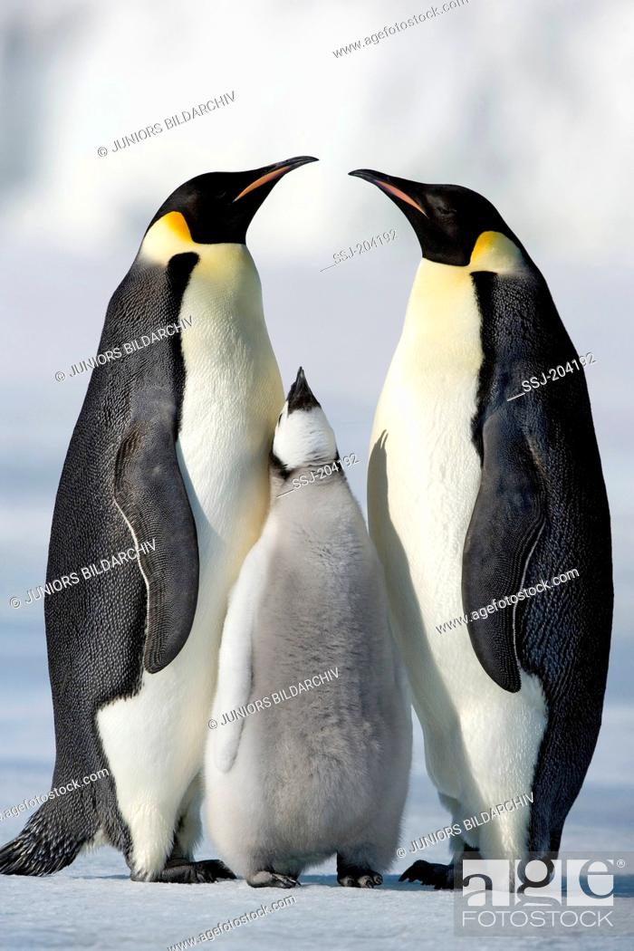 Photo de stock: Emperor Penguin (Aptenodytes forsteri). Parent birds with chick. Snow Hill Island, Antarctica.