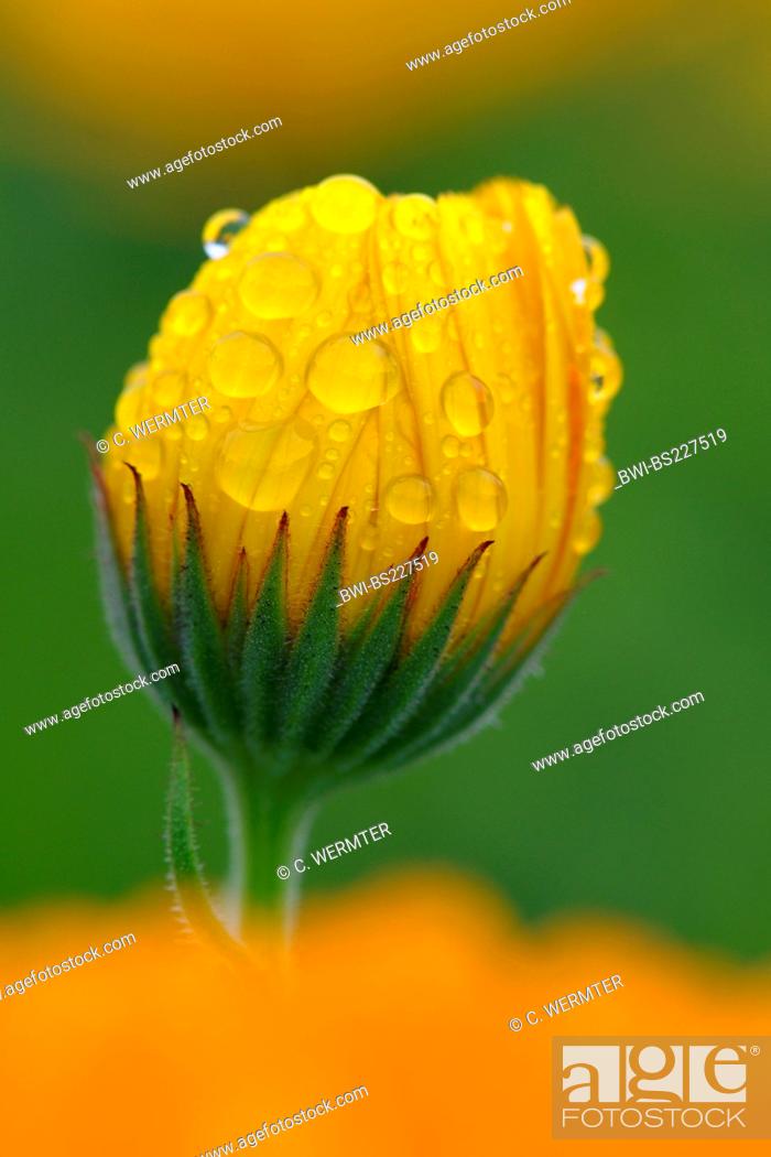 Garden Pot Marigold Calendula Officinalis Inflorescence In Bud With Water Drops Stock Photo Picture And Rights Managed Image Pic Bwi Bs227519 Agefotostock