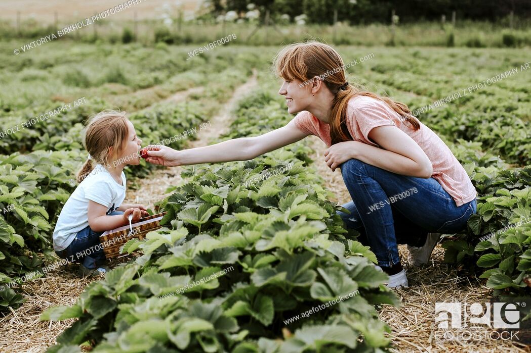Stock Photo: Mother giving her daughter a strawberry on field.