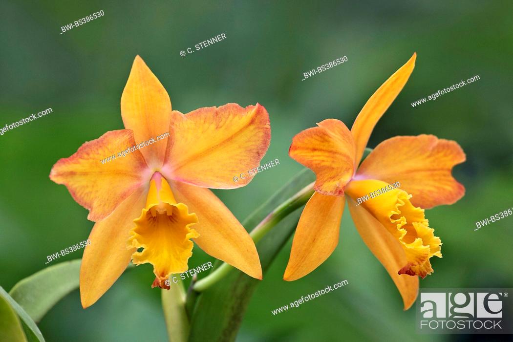 Stock Photo: Cattleya (Cattleya), flowers.