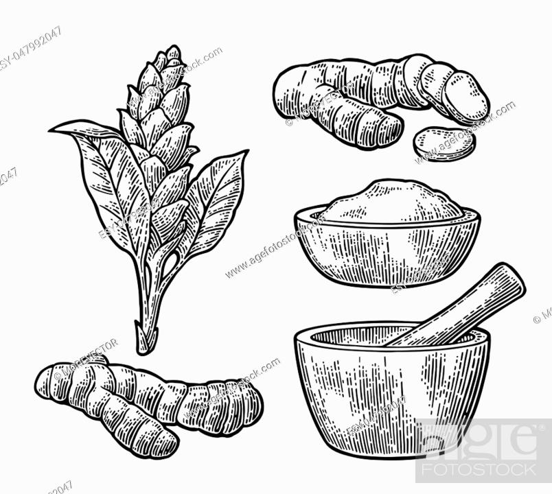 Tumeric Botanical Hand Drawing Engraving Vintage Illustration Stock Vector  - Illustration of spice, food: 118609175
