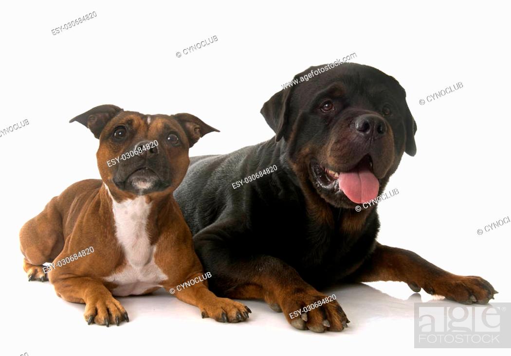 Stock Photo: staffordshire bull terrier and rottweiler in front of white background.