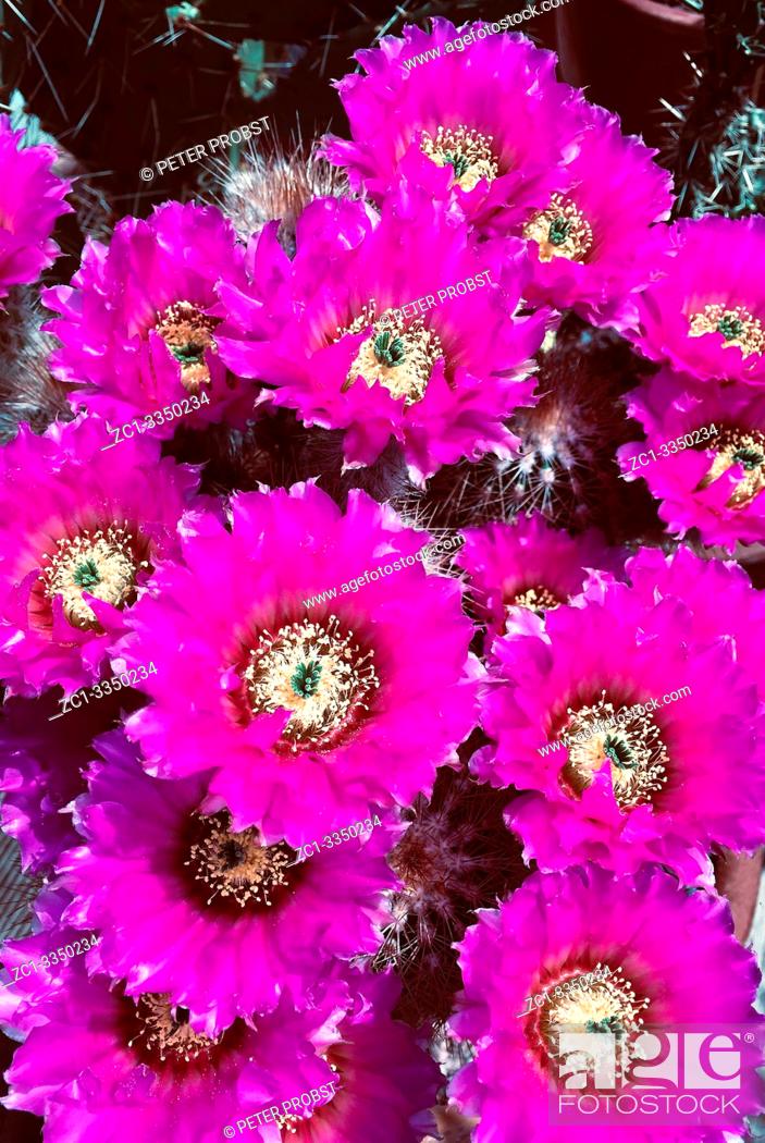 Stock Photo: Flowering cactus Echinocereus reichenbachii from Texas - USA.
