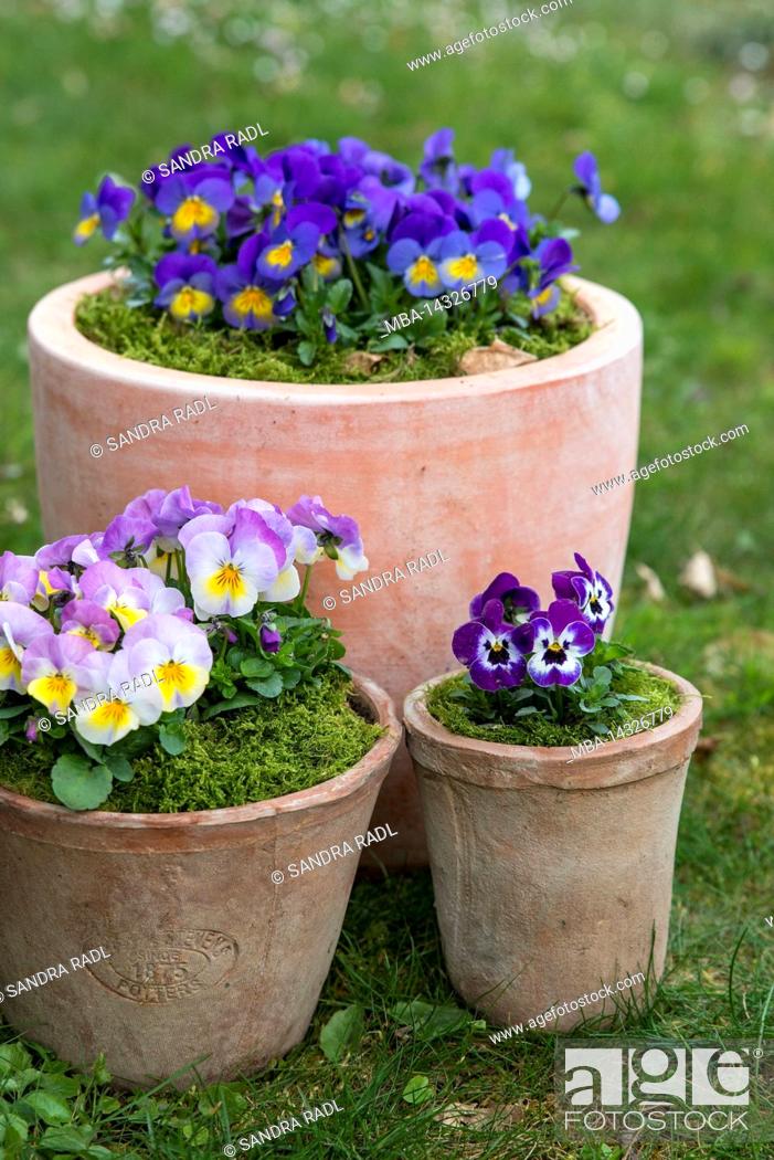Photo de stock: Pots with colorful horned violets (Viola cornuta).