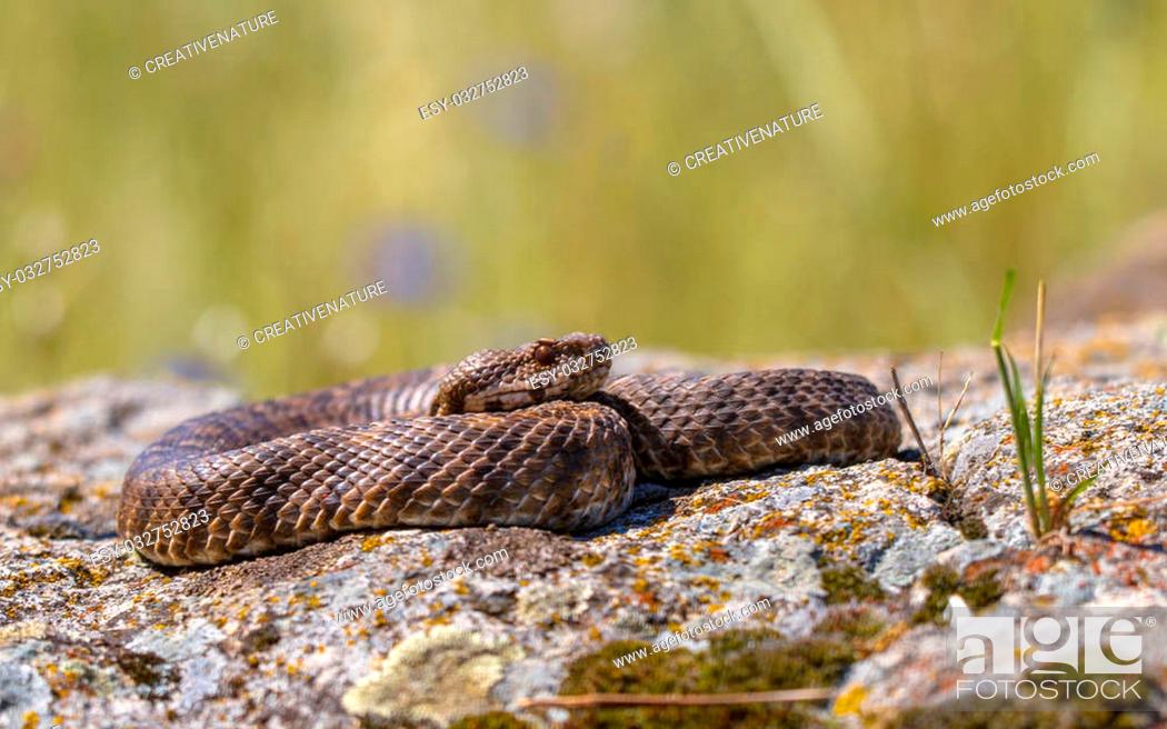 Stock Photo: Basking rock viper, coastal viper or Ottoman viper (Vipera xanthina).