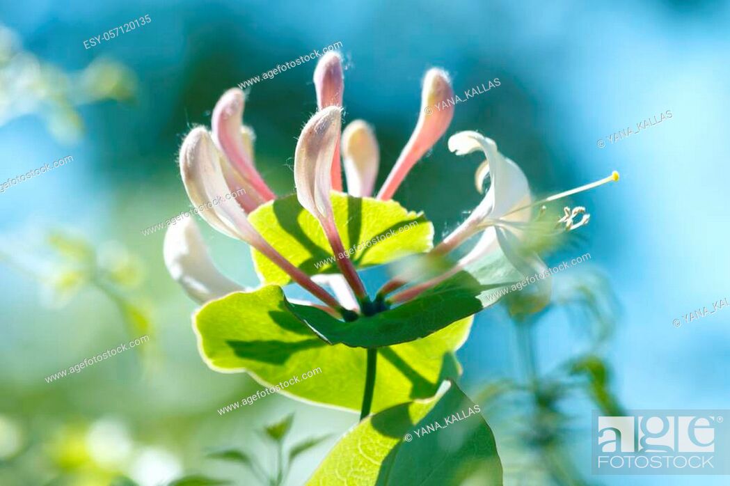 Stock Photo: Lonicera periclymenum flower, common names honeysuckle, common honeysuckle, European honeysuckle or woodbine, blooming in summer season in garden.