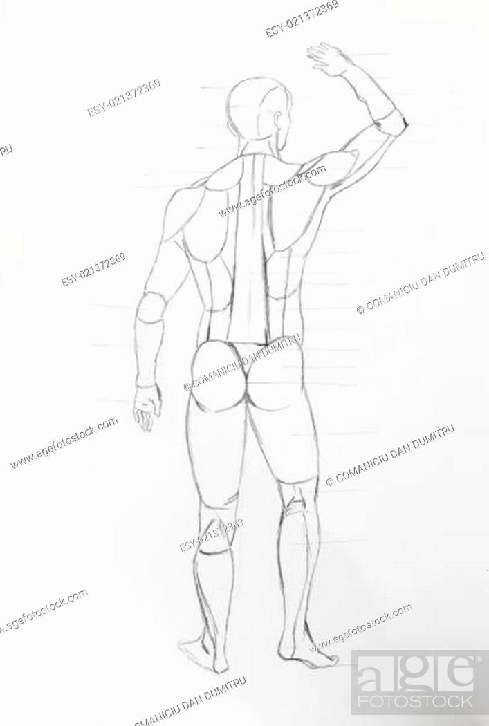 Detail of human back body pencil drawing on white paper, Stock Photo,  Picture And Low Budget Royalty Free Image. Pic. ESY-021372369 | agefotostock