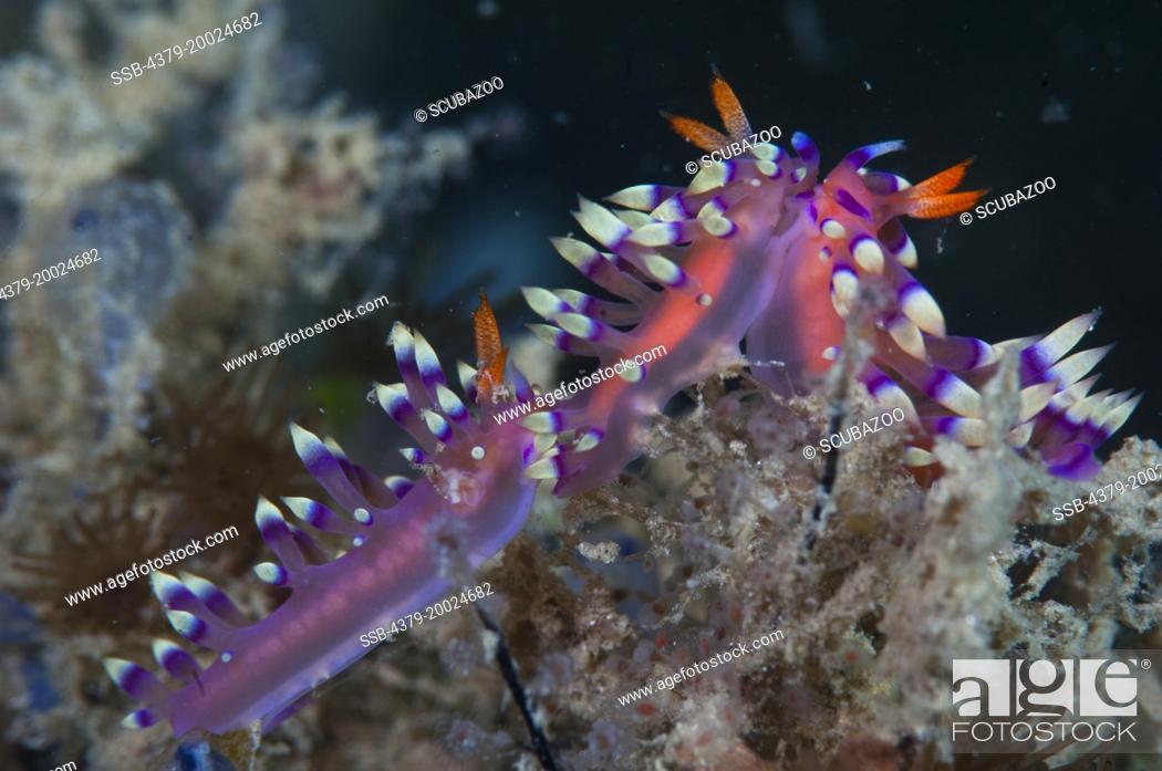 Stock Photo: Three nudibranchs, Flabellina exoptata, facing each other interacting with courtship behaviour, Taliabu Island, Sula Islands, Indonesia.