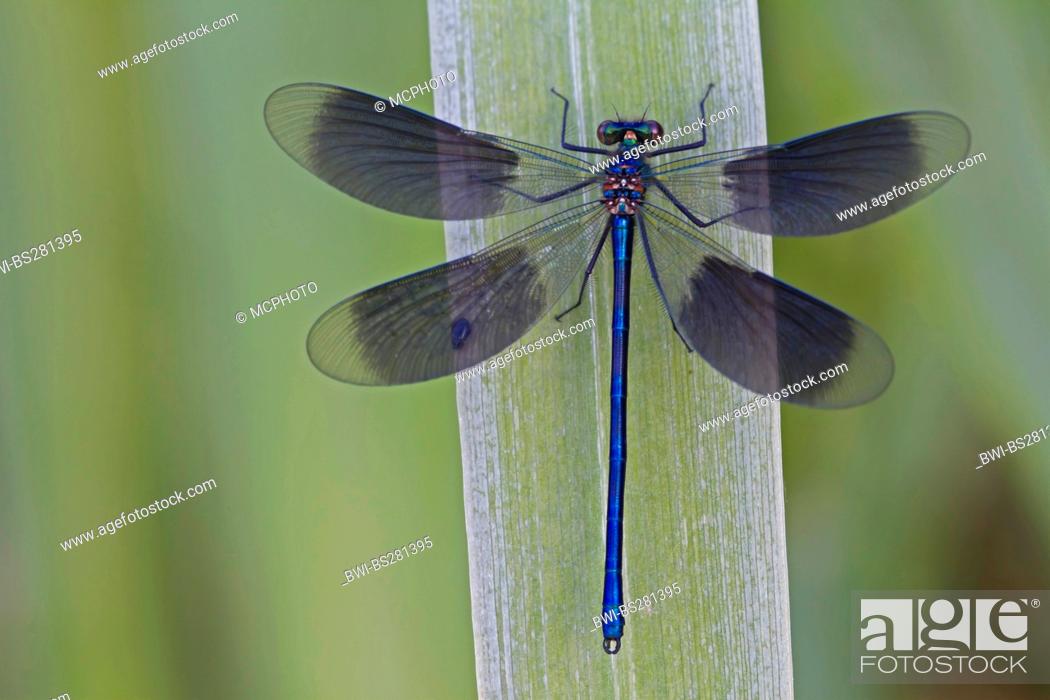Stock Photo: banded blackwings, banded agrion, banded demoiselle Calopteryx splendens, Agrion splendens, male sitting on a grass, Germany, North Rhine-Westphalia.