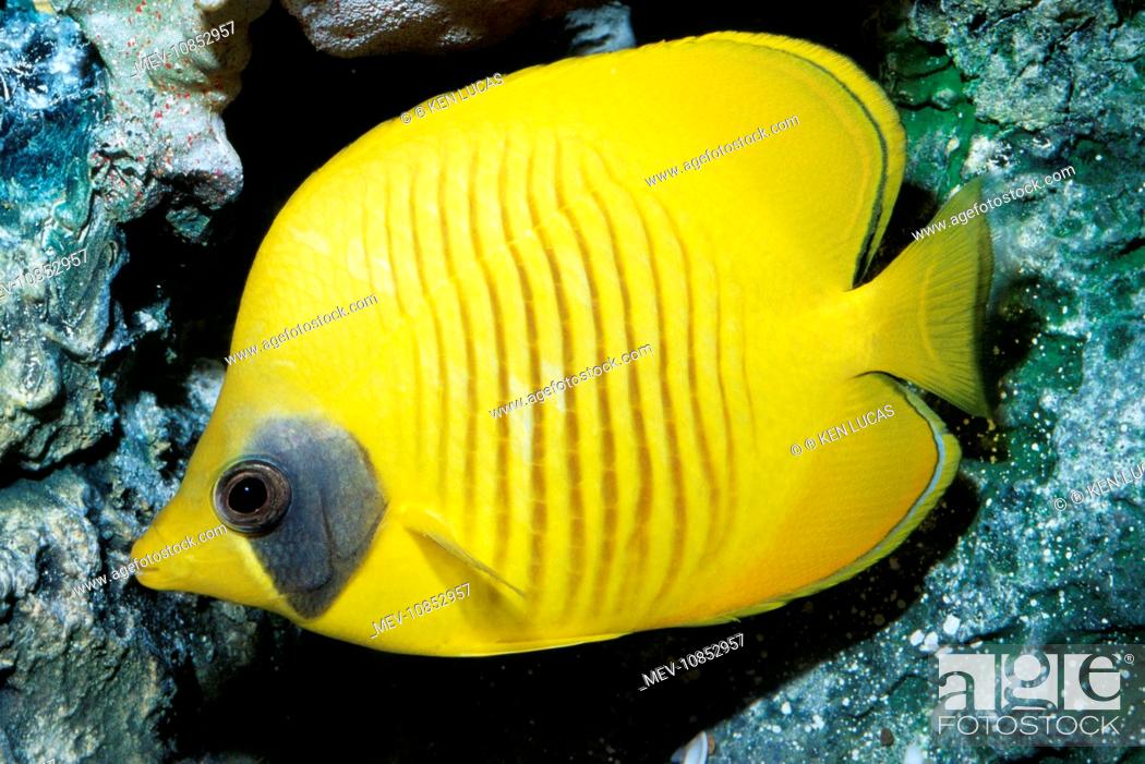 Stock Photo: Golden Butterfly Fish  (Chaetodon semilarvatus). Red Sea.