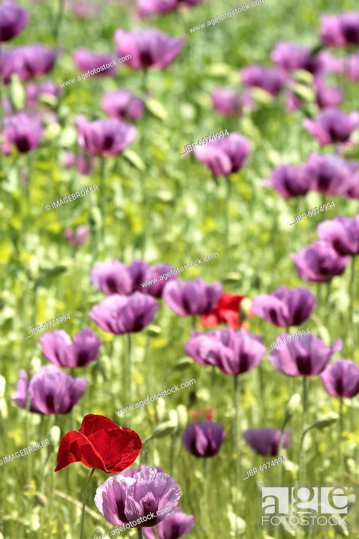 Stock Photo: Opium poppy (Papaver somniferum), poppy flowers (Papaver rhoeas), Hesse, Germany, Europe.