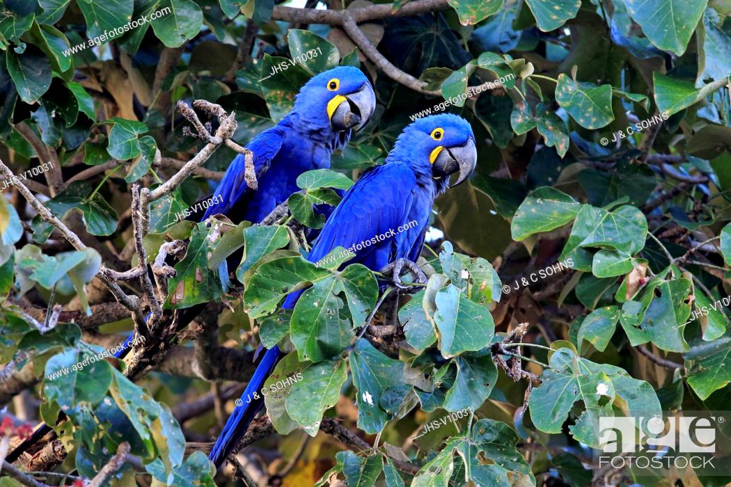 Hyacinth Macaw, Blue Macaw, (Anodorhynchus hyacinthinus), couple on tree,  Pantanal, Mato Grosso, Stock Photo, Picture And Rights Managed Image. Pic.  JHS-V10031 | agefotostock