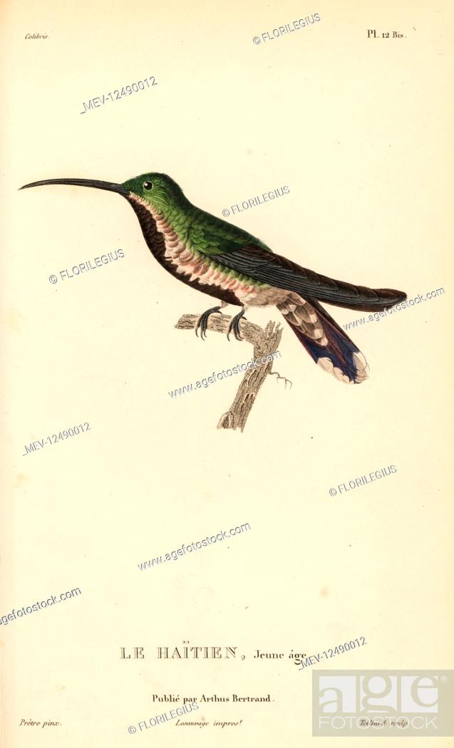 Stock Photo: Green-throated mango, Anthracothorax viridigula (Trochilus gramineus). Juvenile plumage. Handcolored steel engraving by Coutant after an illustration by.