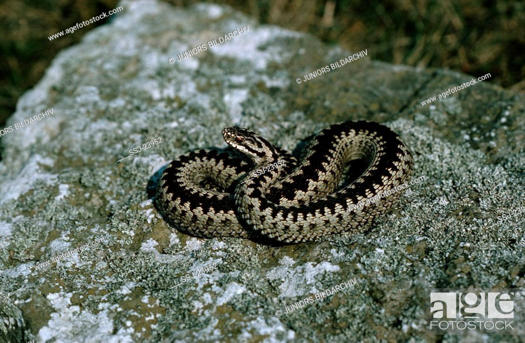 animal wildlife coin European Viper Snake Adder 2013 Mordovia 10 kopek