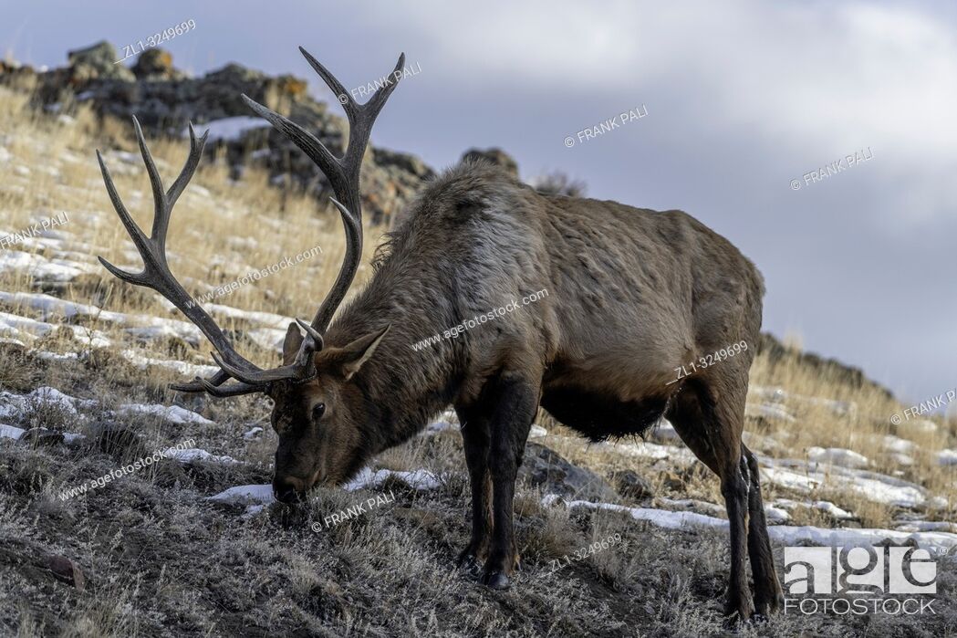 Stock Photo: Bull elk (Cervus canadensis) grow antlers for the fall mating season and keep them through the winter, they fall off for the new yearâ. . s growth.