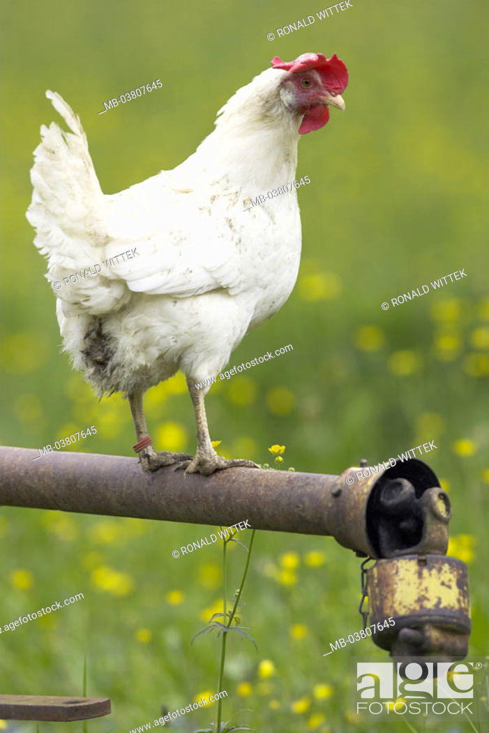 Ferric pole, hen, Animal, bird, hen bird, poultry, usefulness animal, house  hen, feathers, white, Stock Photo, Picture And Rights Managed Image. Pic.  MB-03807645 | agefotostock