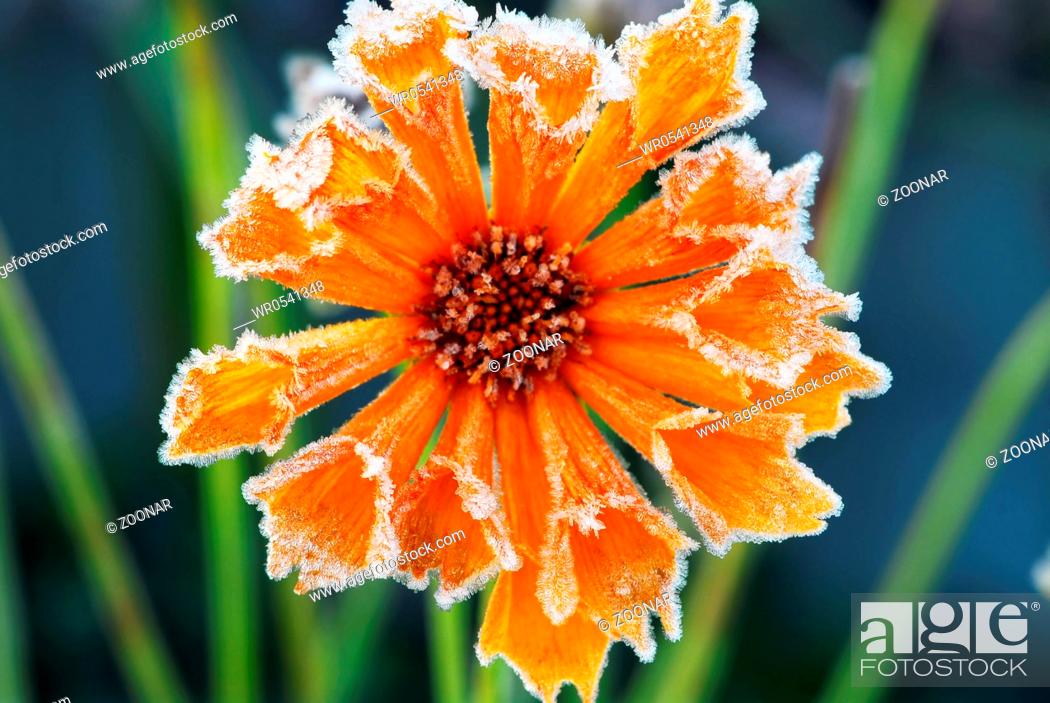Stock Photo: Frosty flower.