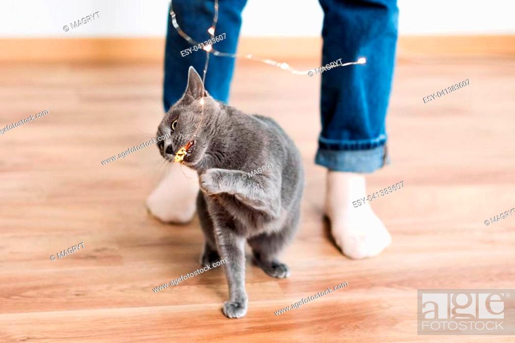 Funny cat playing with garland. Russian blue cat with Christmas lights,  selective focus, Stock Photo, Picture And Low Budget Royalty Free Image.  Pic. ESY-041383607 | agefotostock